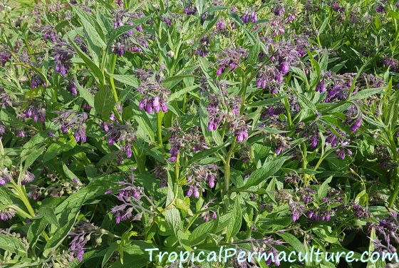 A large patch of growing comfrey