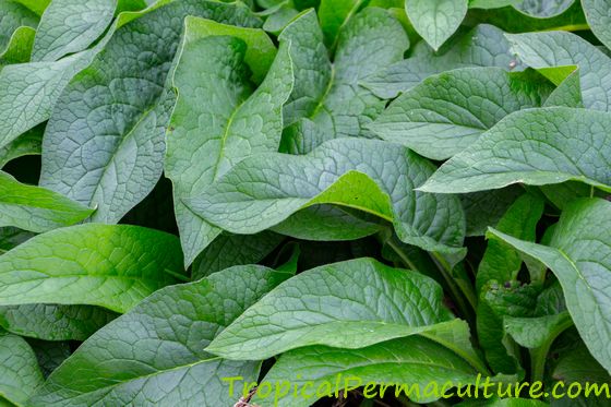 Comfrey leaves