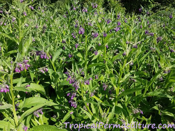 True comfrey, symphytum officinale. Lots of it.