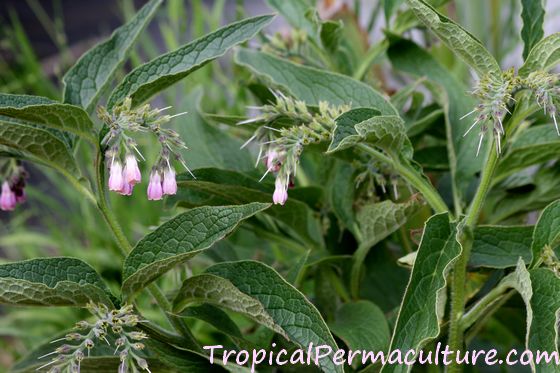 Pink comfrey flower, Symphytum officinale.