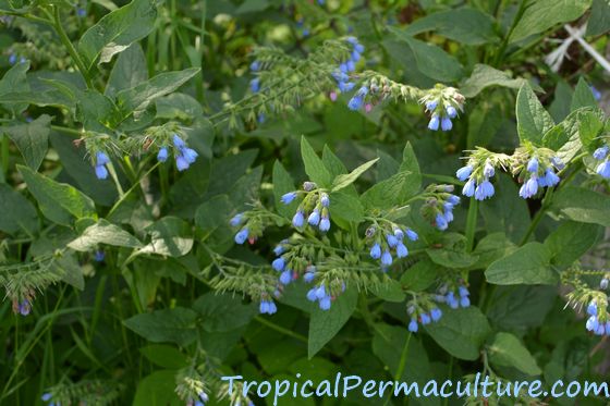 Blue comfrey flower, Symphytum caucasicum