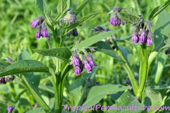 Purple comfrey flower, Symphytum officinale.