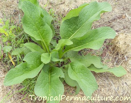 Young comfrey plant