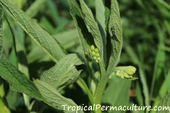 A comfrey stalk is just about to flower.