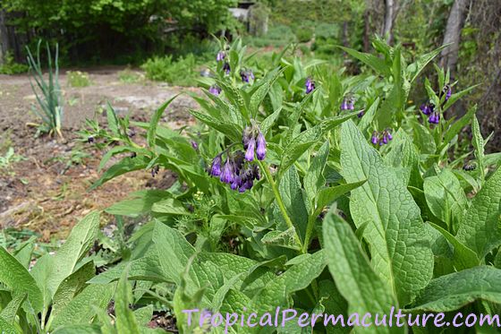 comfrey weed barrier