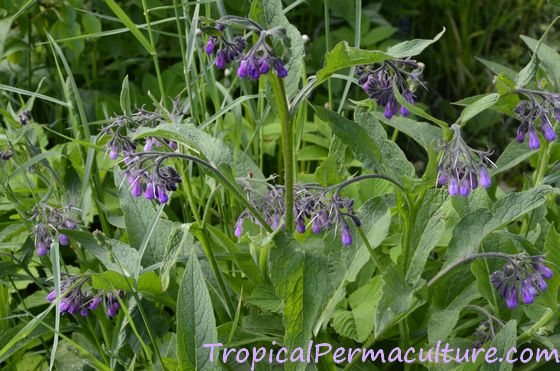 Flowering comfrey growing among grasses.