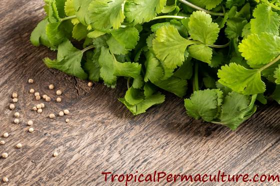 Growing coriander - seeds and leaves