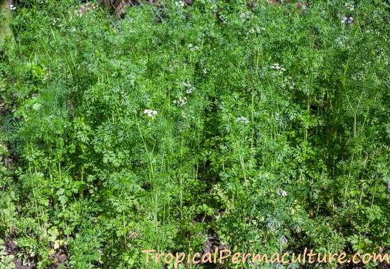 Coriander plants bolting to seed
