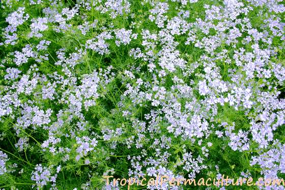 Coriander leaves and flowers