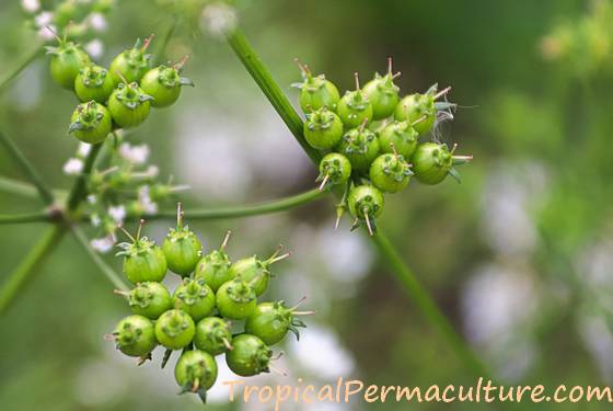 Green coriander seed on plant