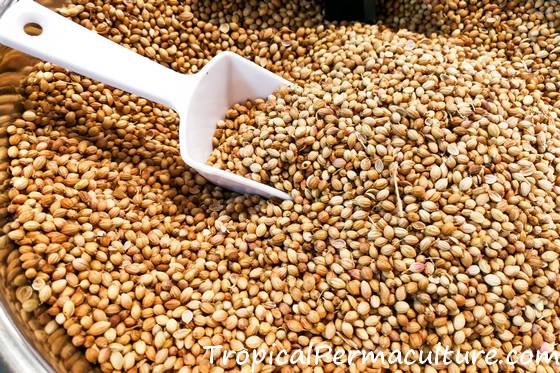 Bowl of coriander seed