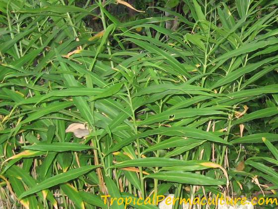 Ginger leaves