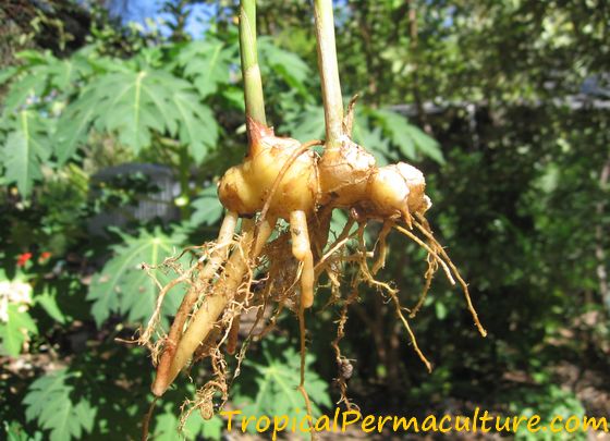 A ginger rhizome