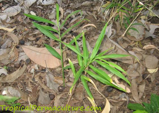 Young ginger plant growing in mulch.