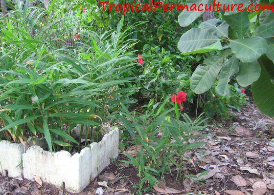 My ginger grows in stryrofoam tubs.