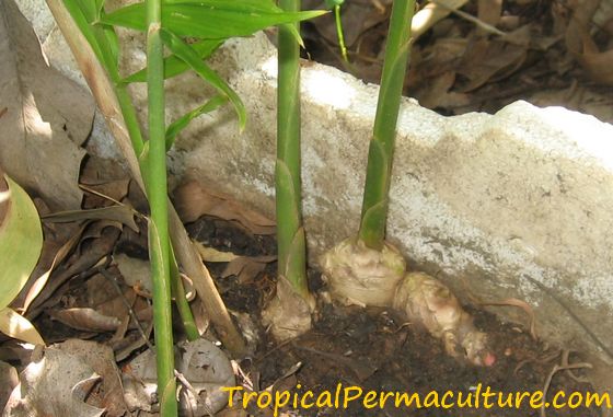 Uncovering the growing ginger rhizome.