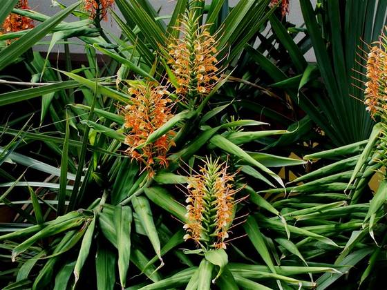 Flowering ginger