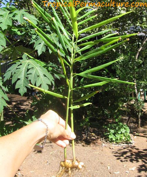 Growing ginger