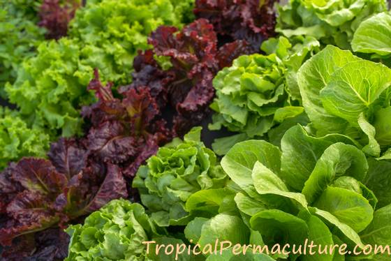 Growing Lettuce And How To Grow Lettuce In Hot Weather