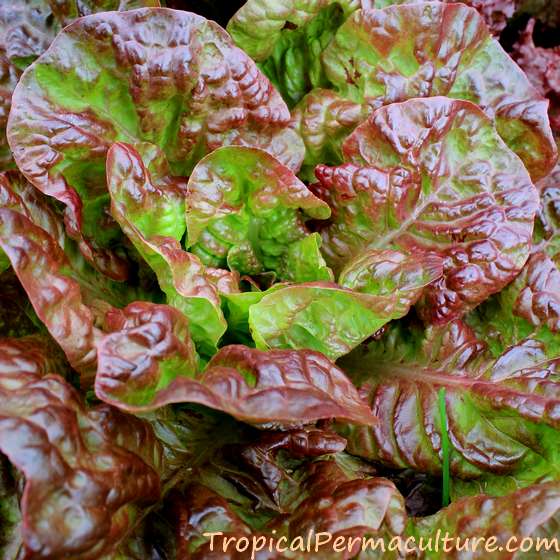 Red lettuce head