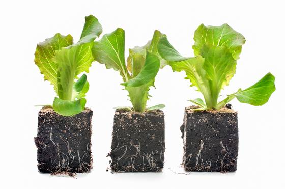 Lettuce seedlings