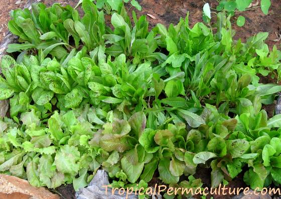 Densely growing young lettuce plants