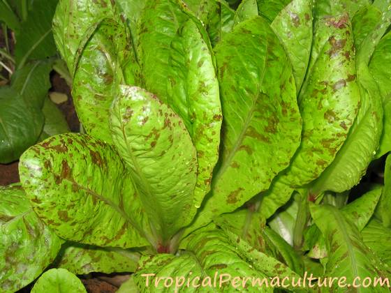 Freckled lettuce