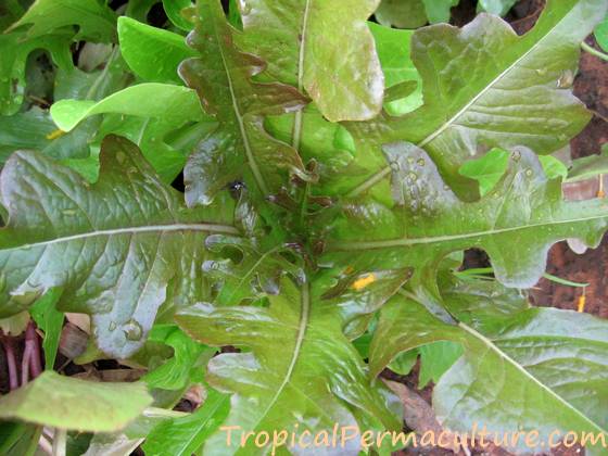 Oakleaf lettuce