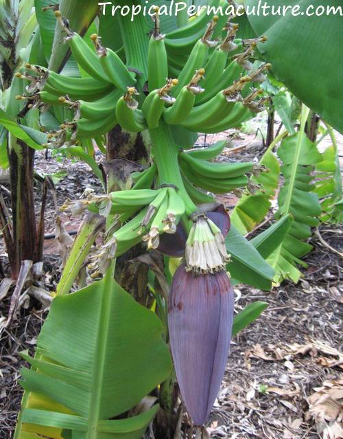 Male fingers on a growing banana bunch.