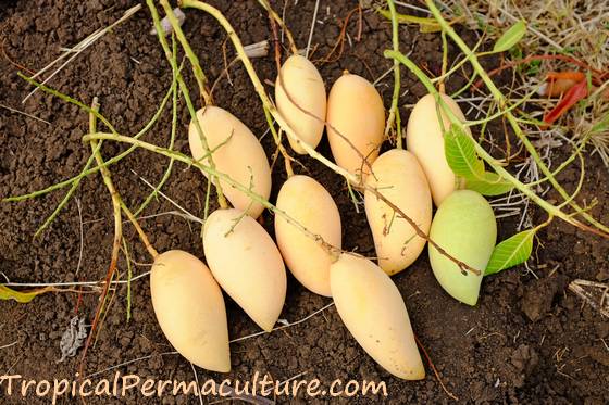 growing mangoes 6