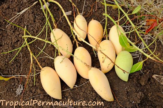 Growing Mangoes, DIY Food Gardening