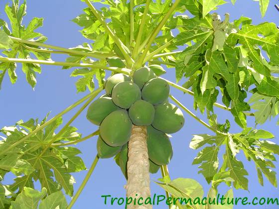 Growing papaya from seed - the easiest way to ensure a year round supply of papaya from your garden. Papayas are fast growing shade trees and they look really good, too.