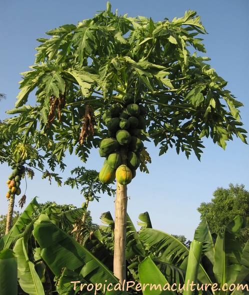 Papayas look like palm trees.