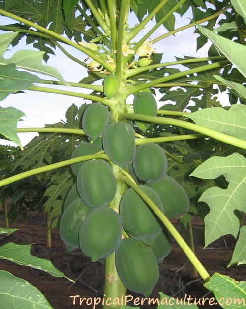 Papaya growing on a young tree.