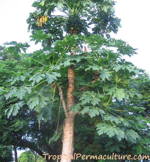 Very old papaya tree.