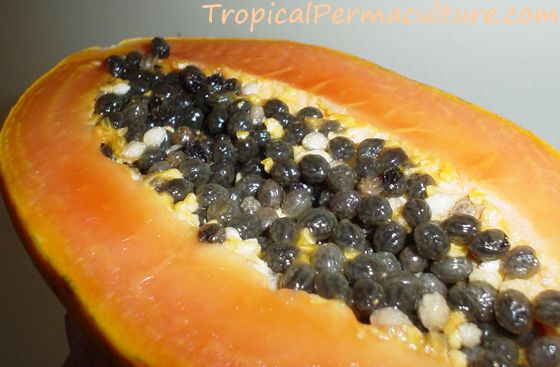 Papaya seeds inside the fruit.