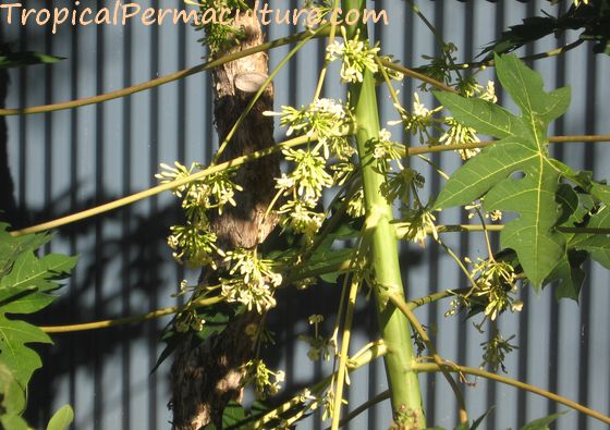 Male papaya flowers.