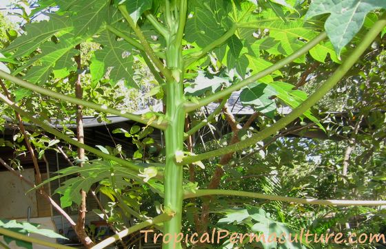 Female papaya flowers.