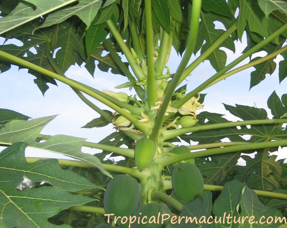 Papaya plant starting to fruit.