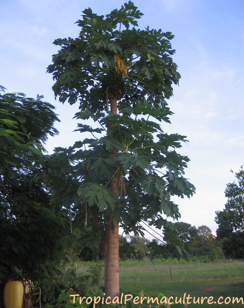 Old, tall papaya tree still growing.