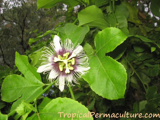 Passionfruit flower