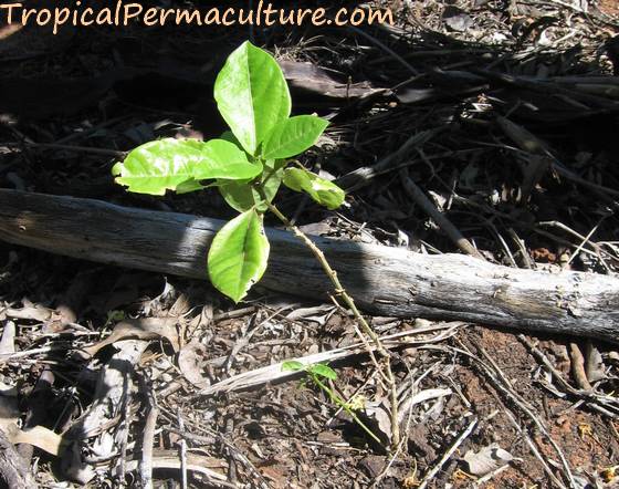 Passionfruit seedling