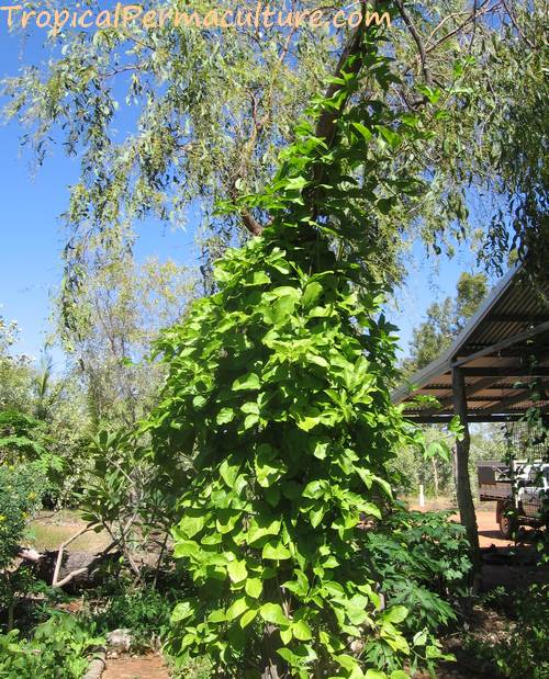 Passionfruit climbing up a tree.