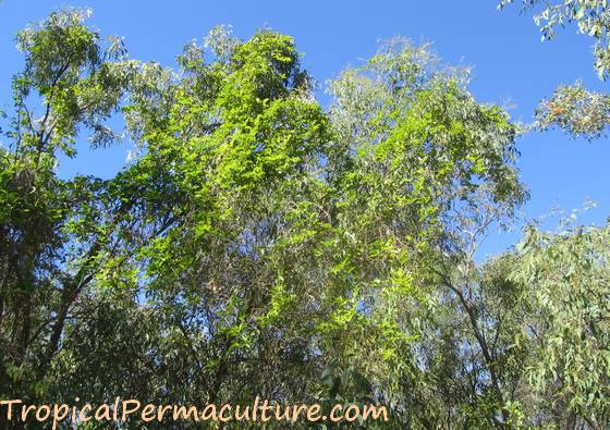 Passionfruit vines growing in tree tops.