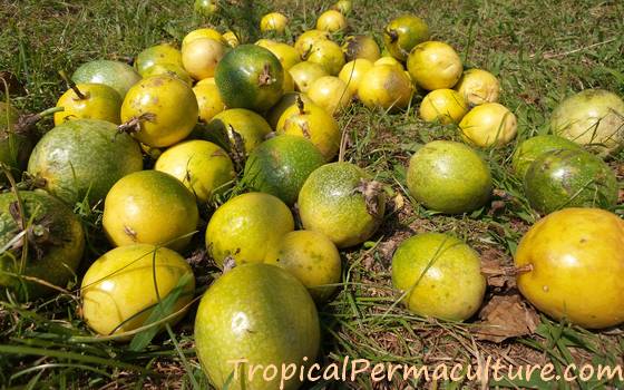 Yellow passionfruit on the ground.