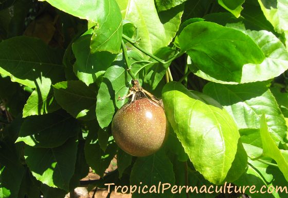 A purple passionfruit growing on the vine.