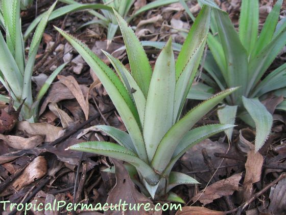 Growing young pineapple plants.