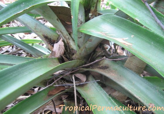 Pineapples grow better with mulch.