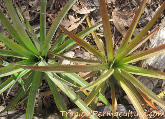 Discoloured pineapple plant.