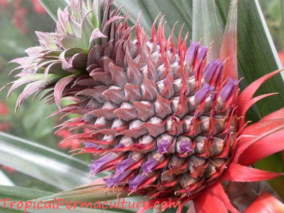 Beautiful, little pineapple fruit growing.